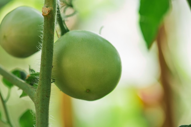 Anbau von Tomaten für kommerzielle Zwecke Kommerzielle Tomatenindustrie Grüne unreife Tomaten wachsen