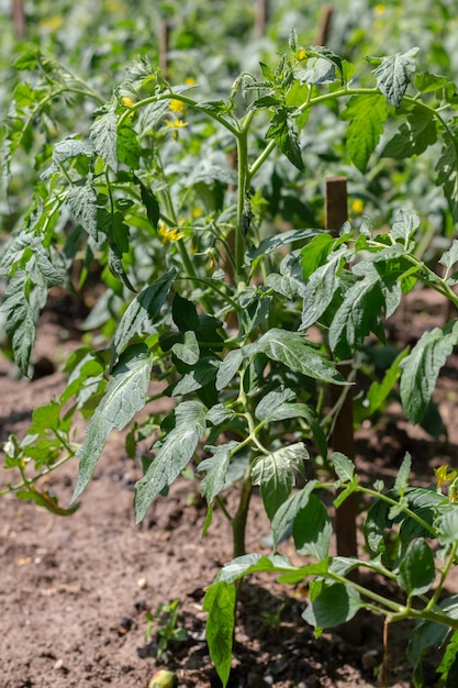 Anbau von Tomaten im Freien Tomaten sind an Stöcke gebunden Landwirtschaft Ernte zu Hause