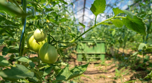 Anbau von Tomaten in Bio-Qualität ohne Chemikalien in einem Gewächshaus auf dem Bauernhof.