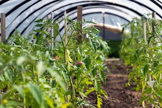 Anbau von Tomaten in einem hausgemachten einfachen Gewächshaus