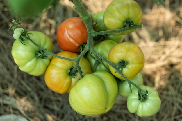 Anbau von Tomaten in Hochbeeten in einem Gewächshaus Tröpfchenbewässerung