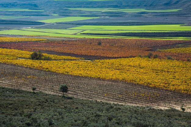 Anbau von Weinbergen mit verschiedenen Farben