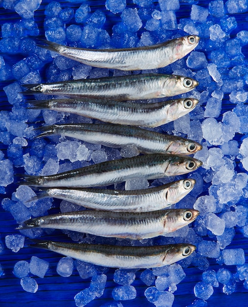 Foto anchoas de pescado fresco sobre hielo