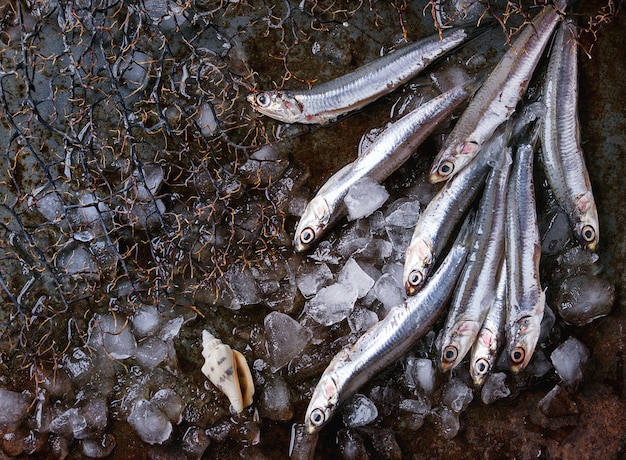 Anchovas frescas cruas peixes