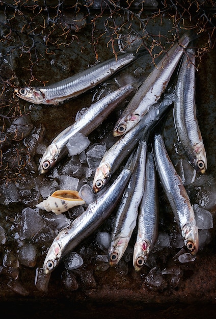 Anchovas frescas cruas peixes