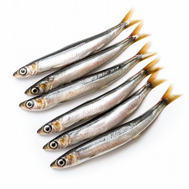 Anchovies voller Fische, isoliert auf weißem Hintergrund, Top-View