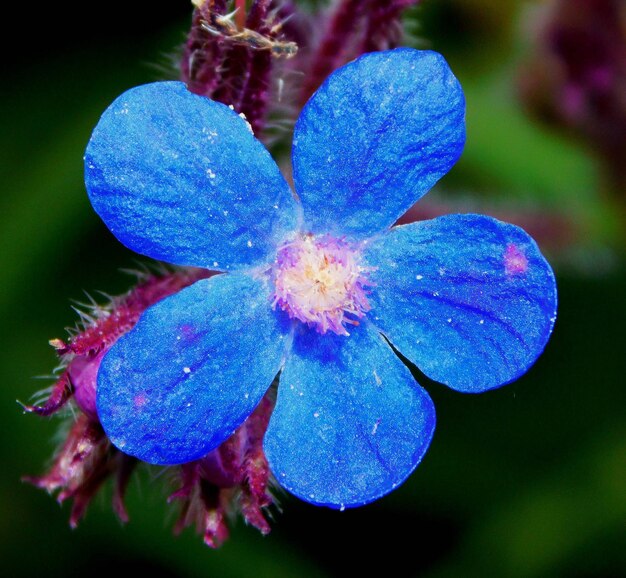 Anchusa azurea una flor azul en paisajes