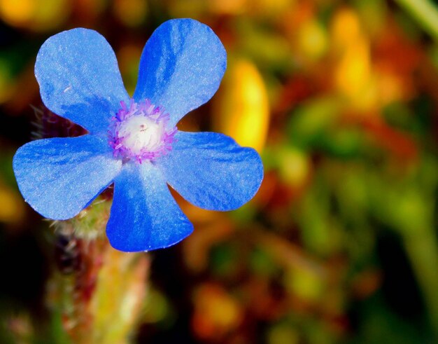 Foto anchusa l ist eine gattung aus der familie der boraginaceae