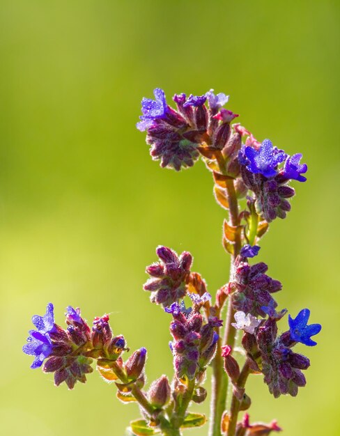 Anchusa officinalis Alkanet Bugloss Sommerdämmerung Tautropfen liegen auf der Pflanze