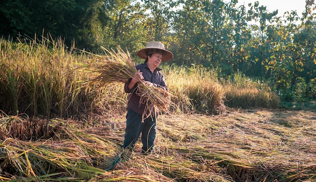 Una anciana agricultora asiática cosechando arroz en un campo de plantas de arroz en amarillo dorado en las zonas rurales