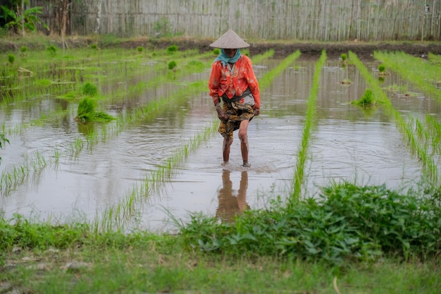 Anciana asiática plantando arroz en el campo durante el condimento lluvioso Yogyakarta 1 de febrero de 2023