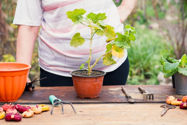 Una anciana caucásica corta una flor joven verde con unas tijeras para trasplantarla en una maceta marrón