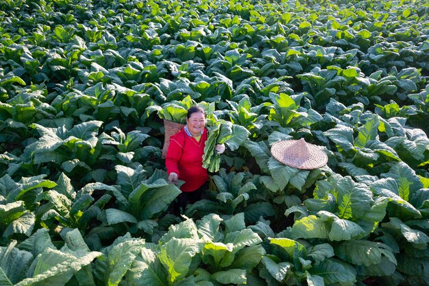 Anciana cosechando hojas de tabaco en la temporada de cosecha Agricultores recolectando hojas de tabaco Los agricultores están plantando tabaco en los campos de tabaco cultivados en Tailandia