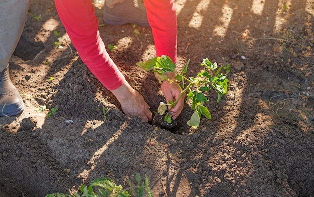 Una anciana está plantando plántulas de tomate en la tierra Temporada de aterrizaje de vegetales