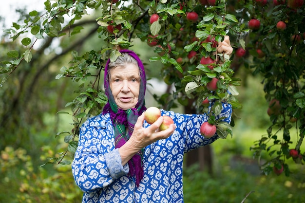 Una anciana en un huerto de manzanas.