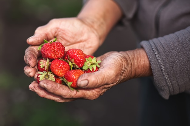 Anciana senior sosteniendo fresas