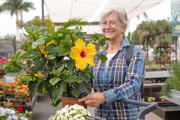 Anciana sonríe satisfecha con su planta de hibisco comprada disfruta de las compras en el invernadero