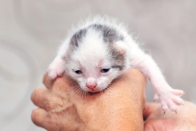 Un anciano abuelo sostiene un pequeño gatito lindo en sus manos Amor por los animales