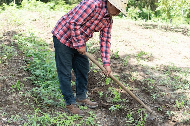 Anciano cavando en el campo