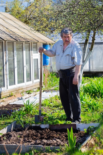 Anciano hombre caucásico con cinturón de soporte para la espalda está cavando una cosecha de patatas en el jardín