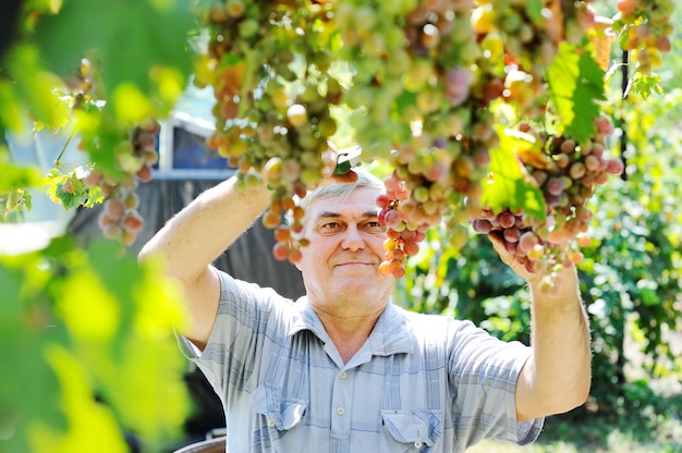 Anciano recogiendo uvas