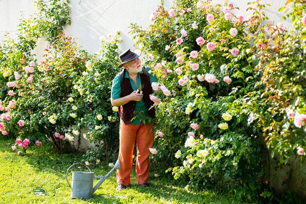 Anciano senior en el jardín de rosas de corte abuelo jardinero con flor de primavera