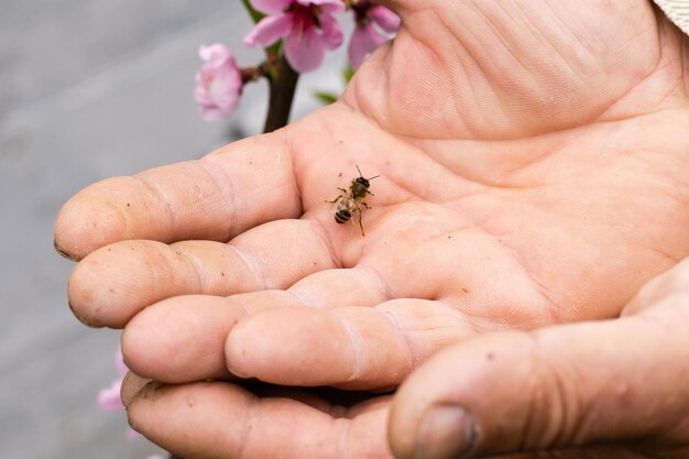 un anciano sosteniendo una abeja.