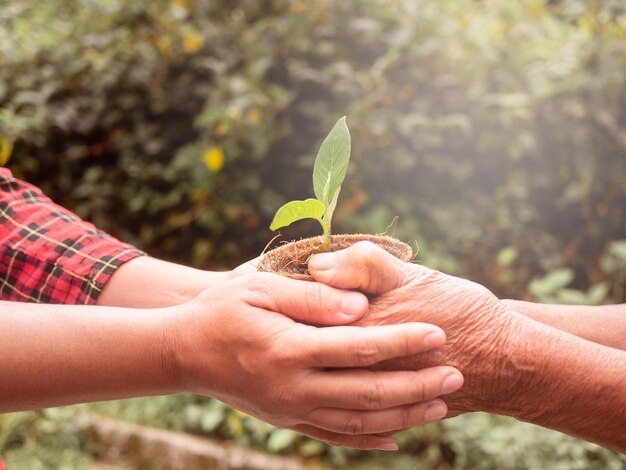 Foto los ancianos y los adultos están sosteniendo plantas jóvenes en el fondo de la naturaleza borrosa con la luz del sol