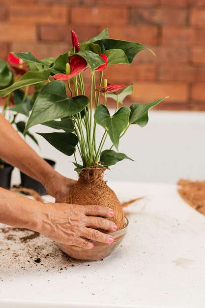 Foto los ancianos en flor elaboran delicias colombianas