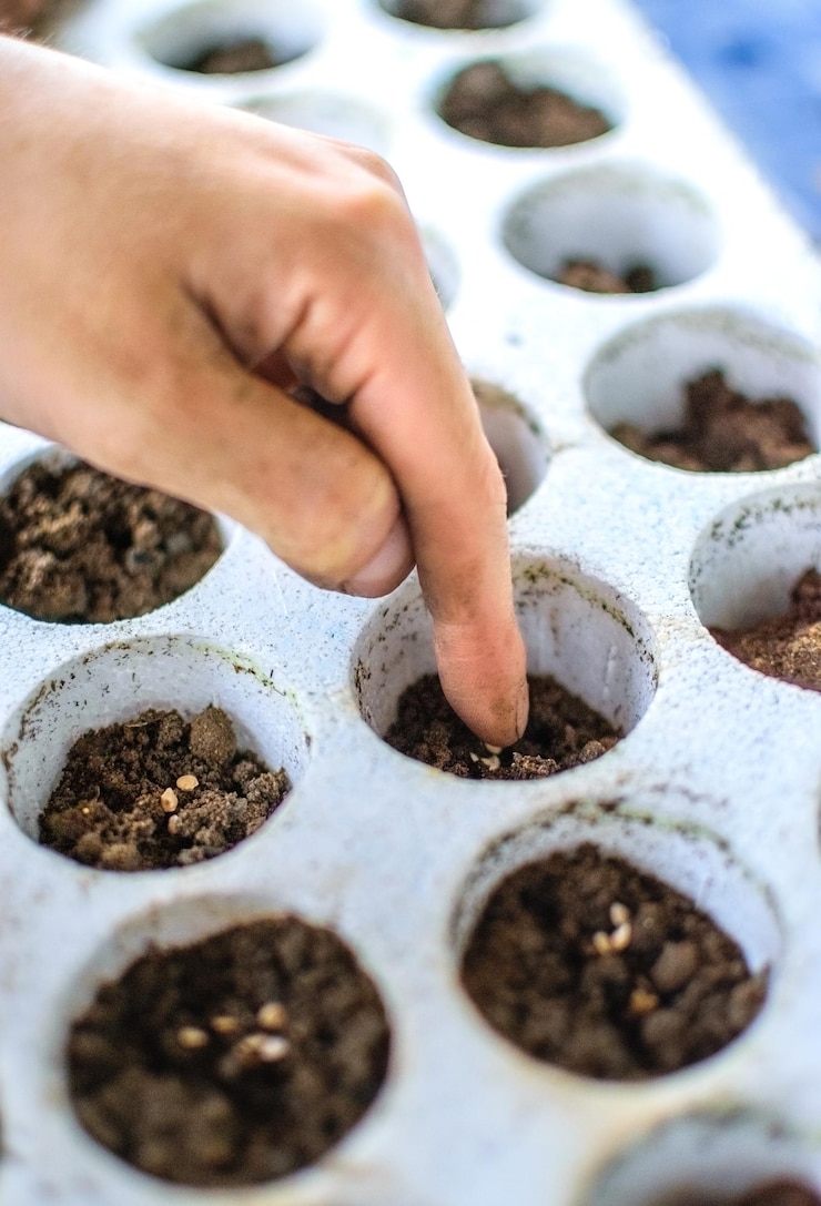 Ancianos y jóvenes Mano plantando semillas en tierra fértil Concepto del Día de la Tierra