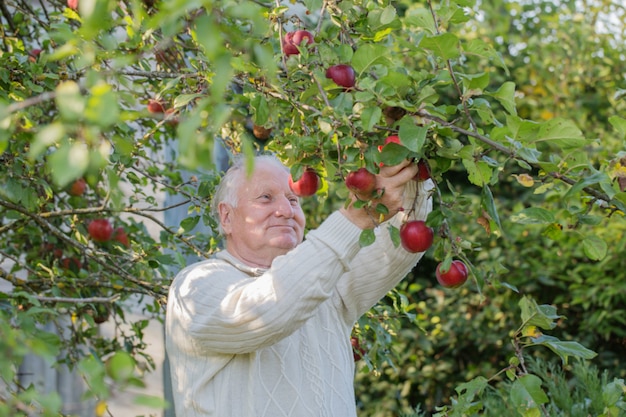 Ancianos con manzanas rojas en huerto