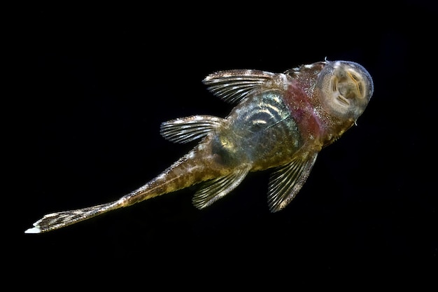 Ancistrus Tropischer Fisch Borstenwels auf dem Glas