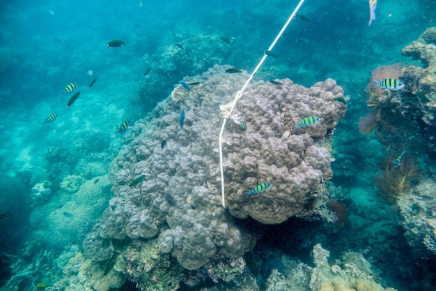 Ancla de barco atada en el arrecife de coral