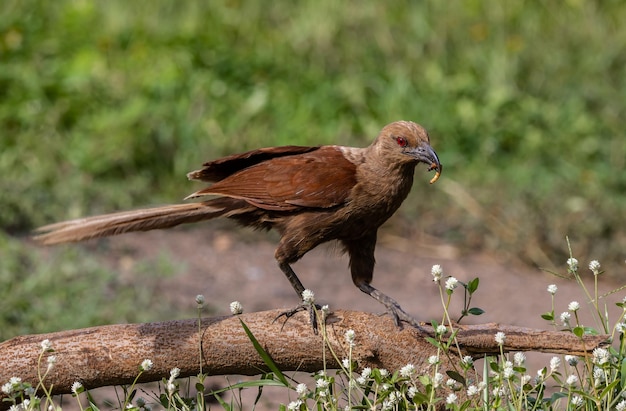 Andaman-Coucal-Tierporträt, das aus der Nähe gedreht wurde