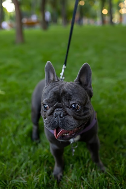 Andando com um bulldog francês preto no parque no gramado