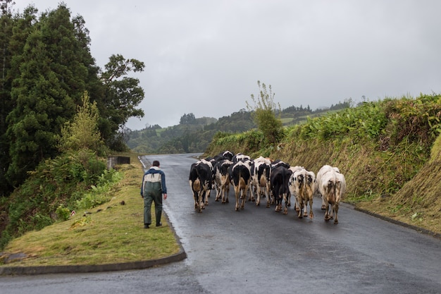 Andar homem, com, vacas