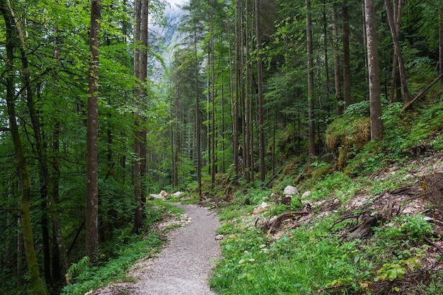 Ande na floresta profunda de Hallstatt, Áustria, Europa. Em torno de pinheiros ricos e de um verde profundo. Dia chuvoso de verão