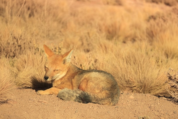 Andenfuchs Sonnenbaden auf dem Feld