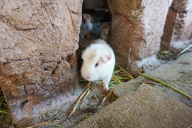 Andenmeerschweinchen, Cusco Chincheros