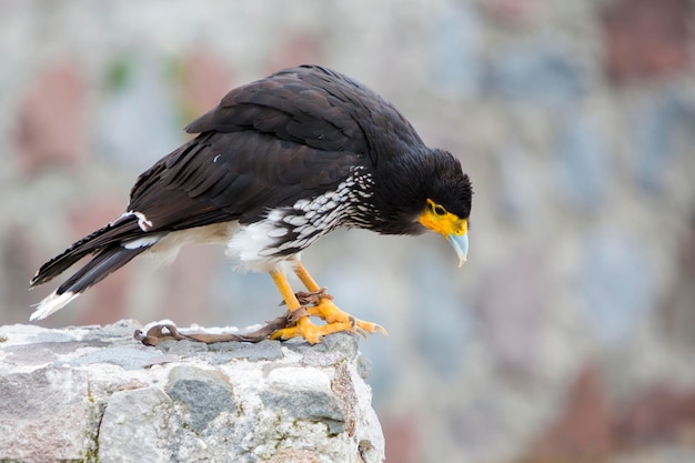 Andenvogel Curiquinge oder Dragon Verde Ecuador