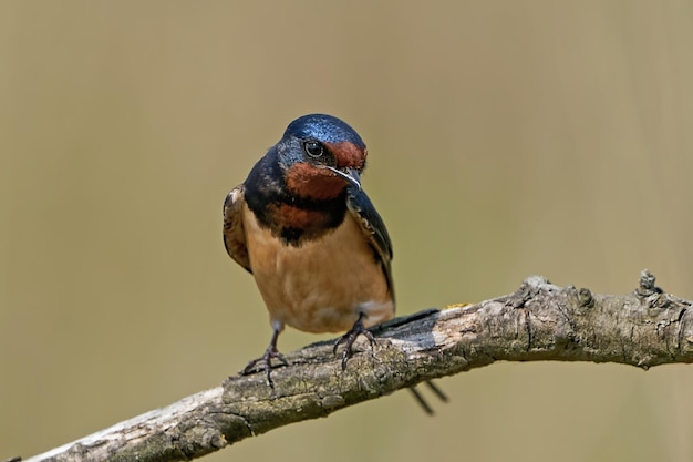 Andorinha-das-torres Hirundo rustica