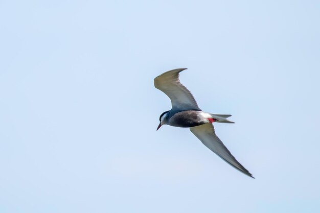 Andorinha-do-mar bigode em voo Chlidonias hybridus