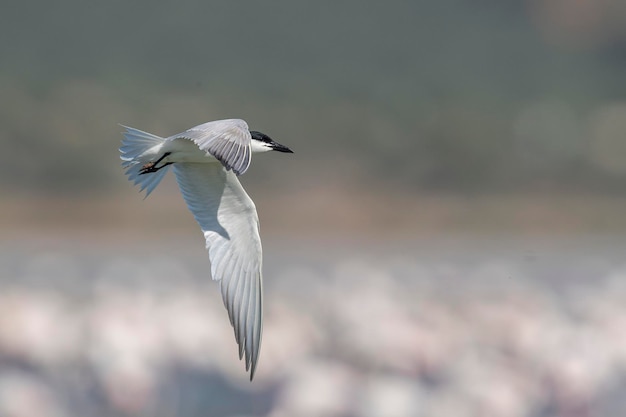 Andorinha-do-mar-de-bico-gaivota (Gelochelidon nilotica) Málaga, Espanha