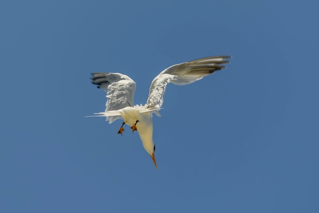 Andorinha-do-mar real Ave marinha voando Gaivota no céu