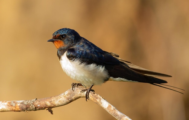 Andorinha hirundo rustica Ao amanhecer um pássaro senta-se em um belo galho fino