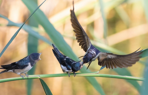 Andorinha Hirundo rustica Um pássaro adulto alimenta um filhote, um segundo pássaro espera sua vez