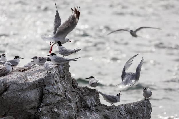 Foto andorinhas-do-mar-de-cara-branca (sterna striata) em uma pequena ilha