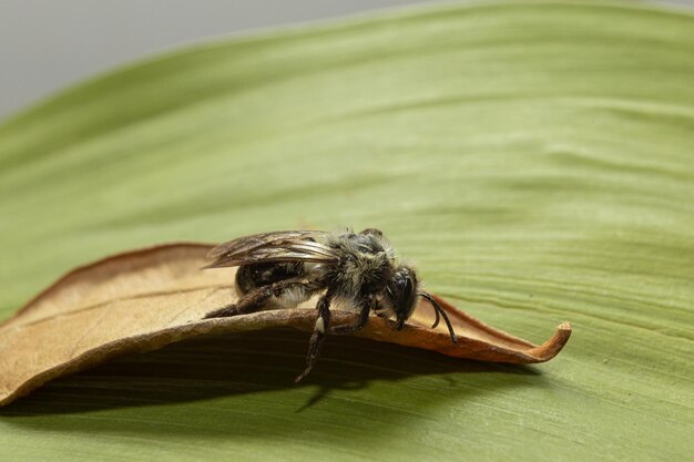 Andrena vaga abeja minera de lomo gris