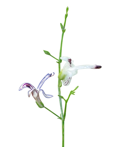 Foto andrographis paniculata creat o chiretta verde se utiliza en la medicina siddha y ayurvédica