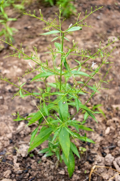 Andrographis paniculata, die lokale Asia Herb-Pflanze für Antivirus-Medizin